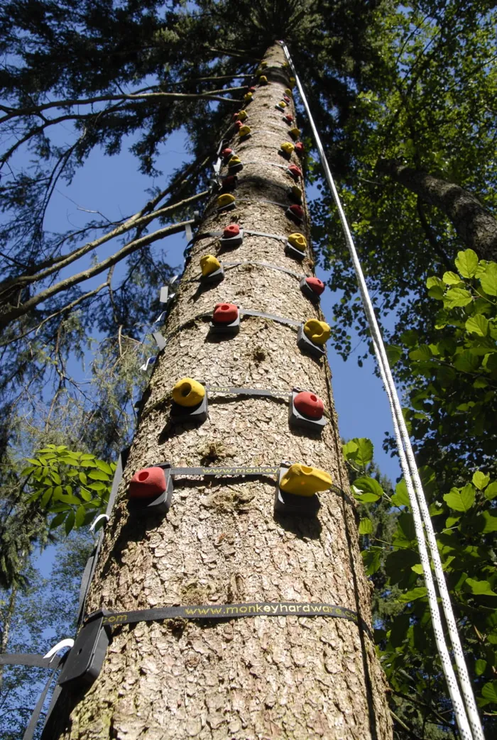 Kletterbaum im Kletterwald neben Gut Schörghof bei einer Teamentwicklung